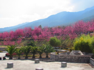 Cherry blossoms in Dali, China.