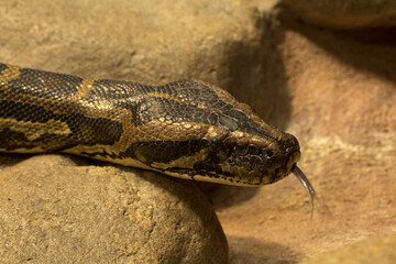 The Burmese python (Python bivittatus, Python molurus).