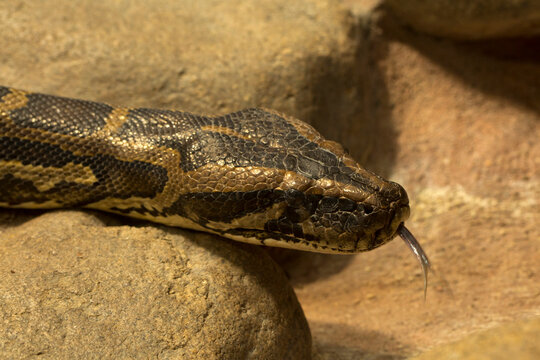 The Burmese python (Python bivittatus, Python molurus).