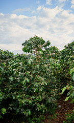 Fototapeta na wymiar Coffee plants with green and ripe fruits. Pereira, Risaralda, Colombia. Located in the Coffee Cultural Landscape, High quality coffee area.