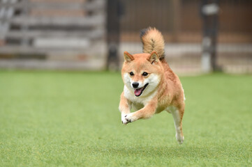 ドッグランで遊ぶ柴犬