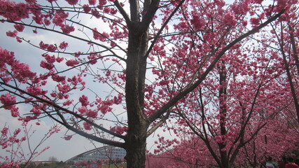 Cherry blossoms in Dali, China.