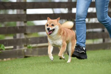 ドッグランで遊ぶ柴犬