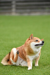 自分の身体を掻く柴犬