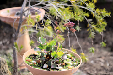 Sea Lavender (Limonium perezii) in flower, South Australia