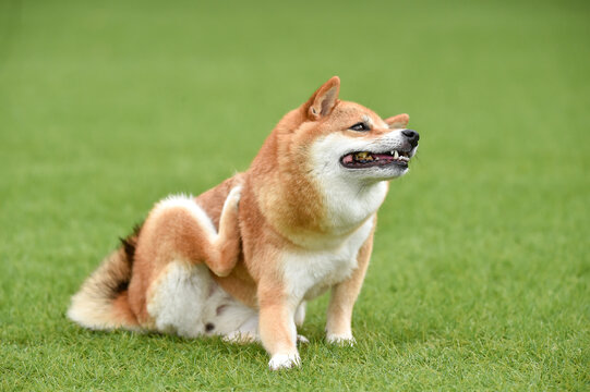 自分の身体を掻く柴犬