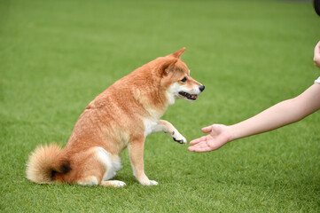 飼い主にお手をする柴犬
