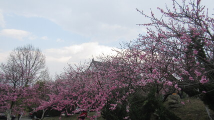 Cherry blossoms in Dali, China.