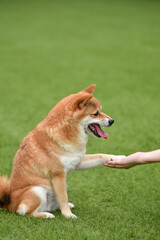 飼い主にお手をする柴犬