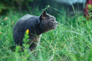 Obraz na płótnie Canvas British shorthaired adult cat walks in the grass and pretty sniffs flower