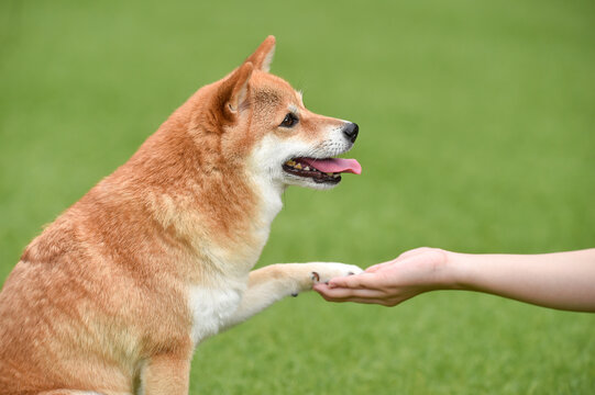 飼い主にお手をする柴犬