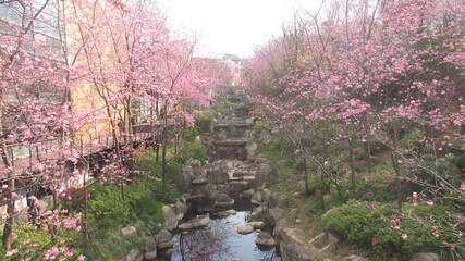 Fototapeta premium Cherry blossoms in Dali, China.
