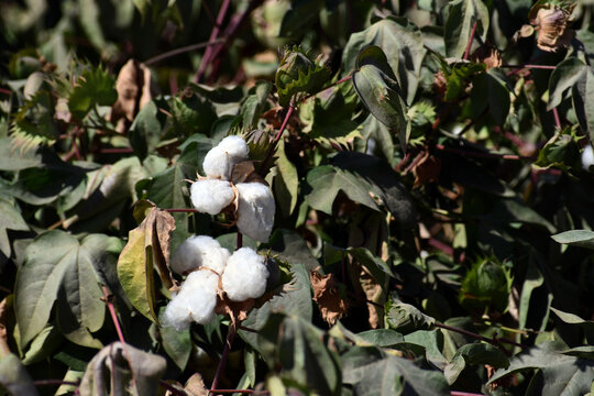 White cotton on plant