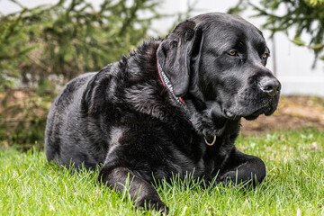 black labrador retriever