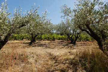 Growing olive trees in the south of France. Olive oil from the south of France
