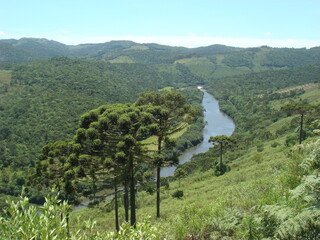 landscape with trees