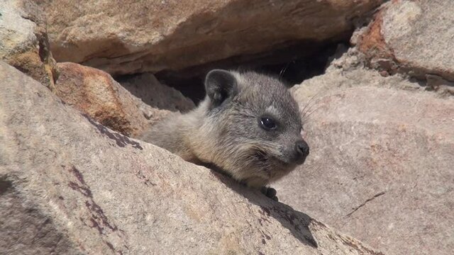 HD summer day video of rock dassies in Mossel Bay coastal town in Garden Route of Western Cape Province, South Africa