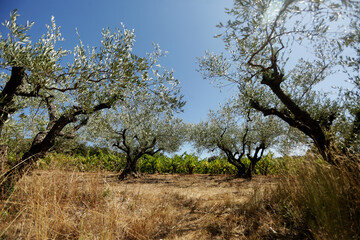 Growing olive trees in the south of France. Olive oil from the south of France