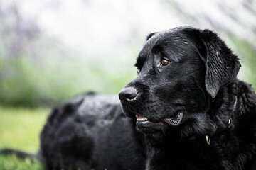 black labrador retriever