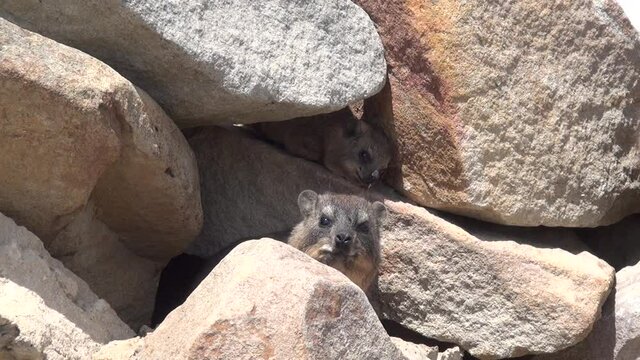 HD summer day video of rock dassies in Mossel Bay coastal town in Garden Route of Western Cape Province, South Africa