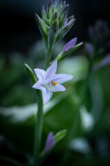 purple and white flower
