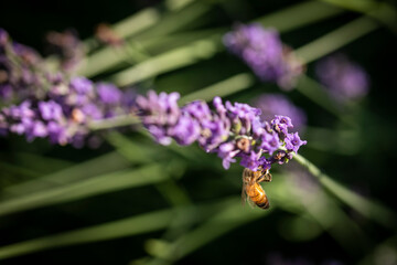 Honey been on lavender