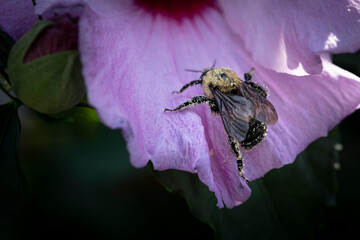 Bumble bee on Rose of Sharon tree