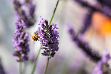 Honey bee on lavender