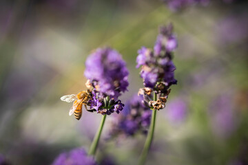 Honey bee on lavender