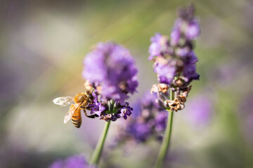 Honey bee on lavender