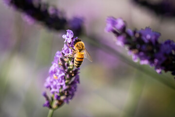 Honey bee on lavender