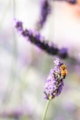 Honey bee on lavender