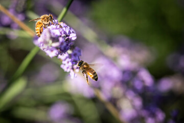 Honey bee on lavender