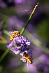Honey bee on lavender