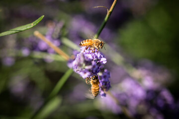 Honey bee on lavender