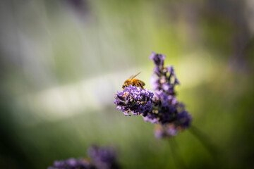 Honey bee on lavender