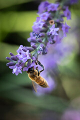 Honey bee on lavender
