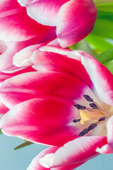 Red Tulip in closeup