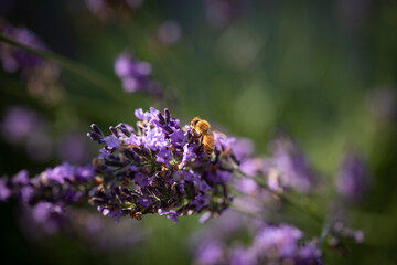 Obraz premium Honey bee on lavender
