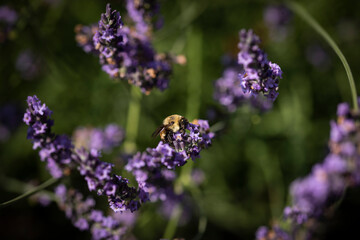Honey bee on lavender