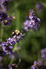 Honey bee on lavender