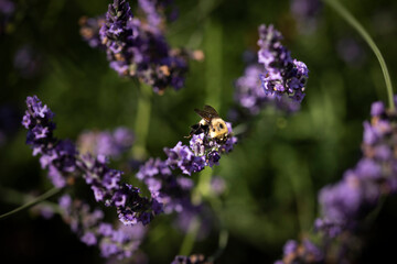 Honey bee on lavender