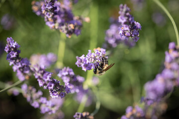 Honey bee on lavender