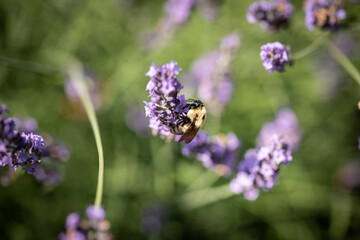 Honey bee on lavender