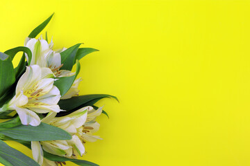 Blooming Freesia isolated on yellow background. House flowers and plants. Postcard. Copy space. Place for text