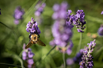 Honey bee on lavender