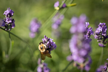 Honey bee on lavender