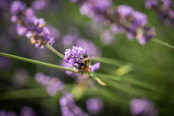 Honey bee on lavender
