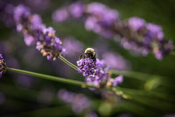 Honey bee on lavender