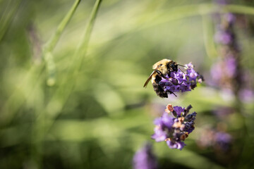 Honey bee on lavender